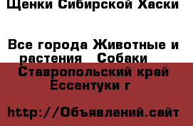 Щенки Сибирской Хаски - Все города Животные и растения » Собаки   . Ставропольский край,Ессентуки г.